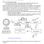 Energy Flow In Ecosystems Worksheet Word Worksheet