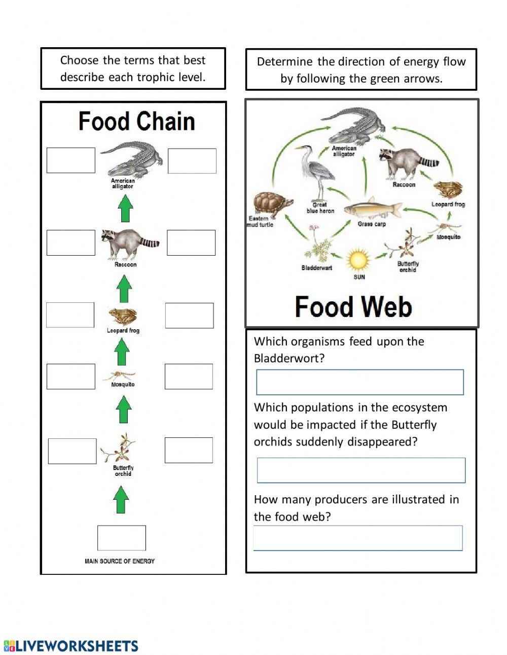 Energy Flow In Ecosystems Worksheet Word Worksheet