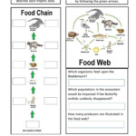 Energy Flow In Ecosystems Worksheet Worksheet For Education In 2022