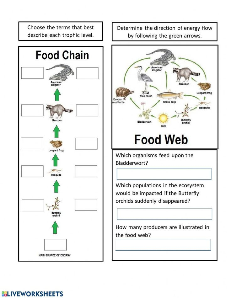 Energy Flow In Ecosystems Worksheet Worksheet For Education In 2022 