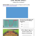 Energy Flow Worksheet Answers