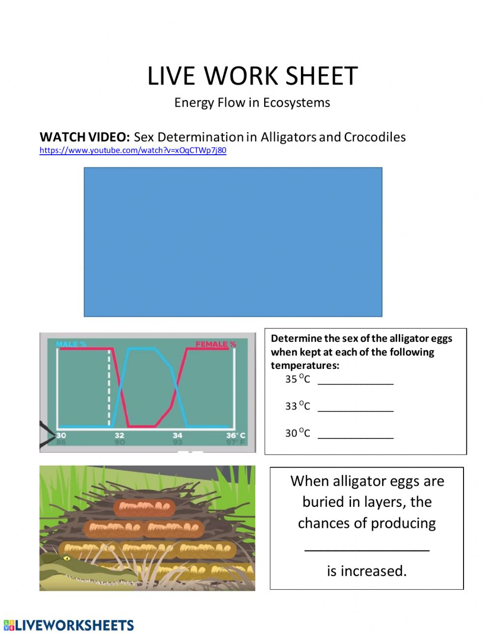 Energy Flow Worksheet Answers