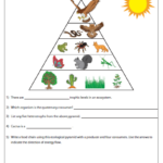 Energy Pyramid Practice Worksheet Answer Key Thekidsworksheet