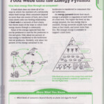 Energy Pyramid Practice Worksheet Free Download Gmbar co