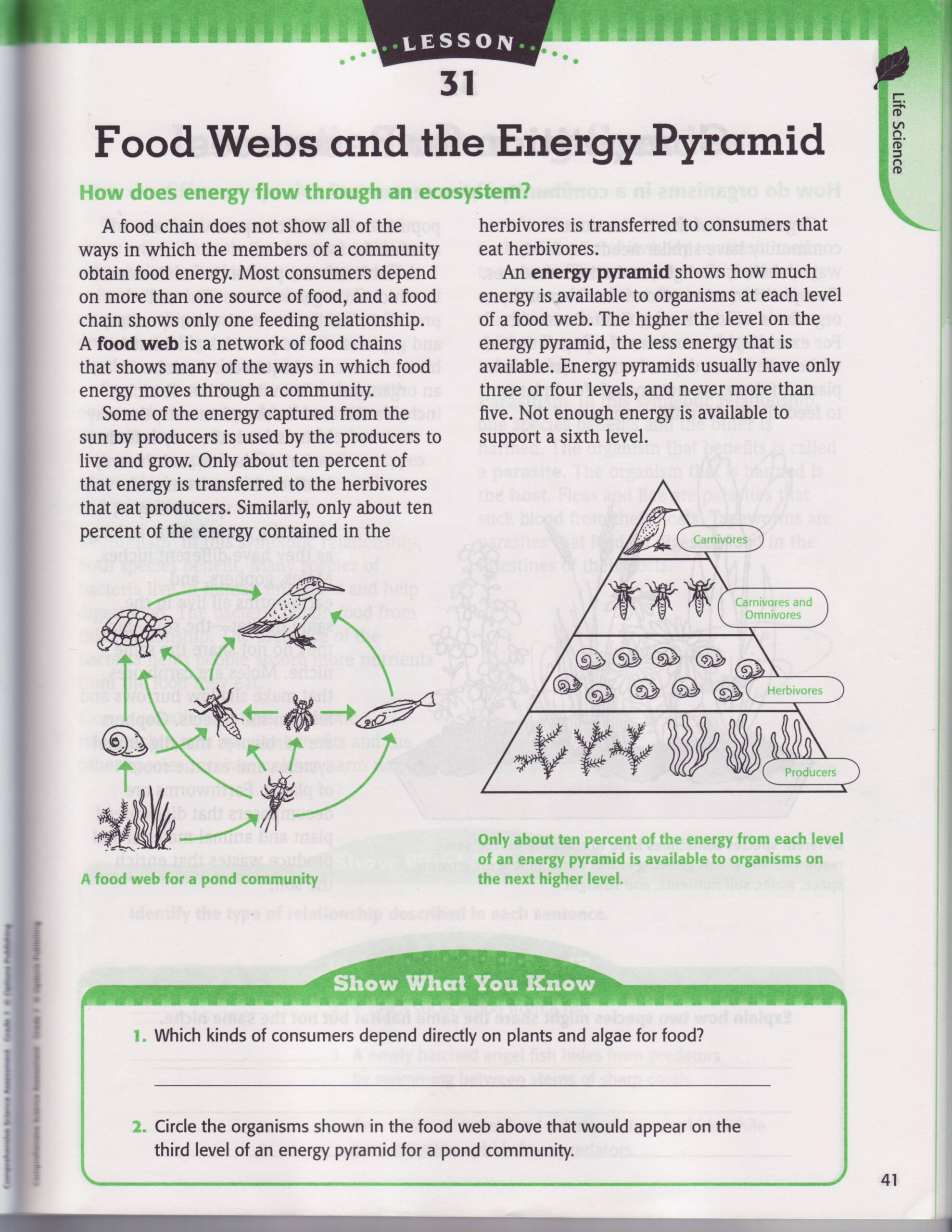  Energy Pyramid Practice Worksheet Free Download Gmbar co