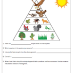 Energy Pyramid Worksheet Energy Pyramid Food Chain Science Crafts