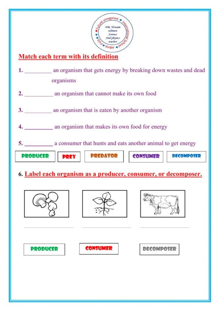 Energy Roles In Ecosystem Worksheet