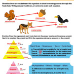 Energy Through An Ecosystem Worksheet