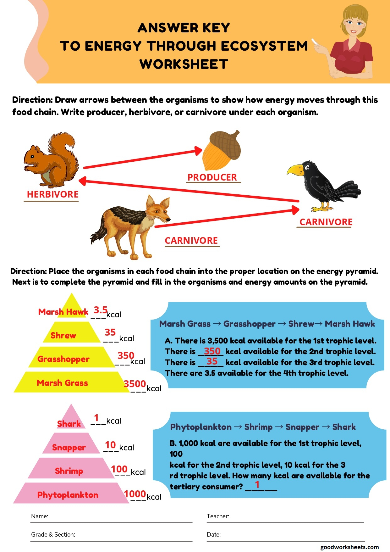 Energy Through An Ecosystem Worksheet