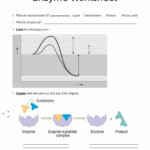 Enzyme Reaction Worksheet