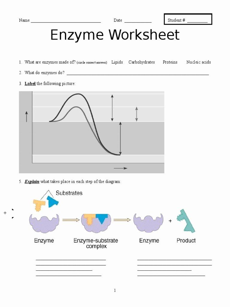 Enzyme Reaction Worksheet