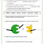 Enzymes Worksheet