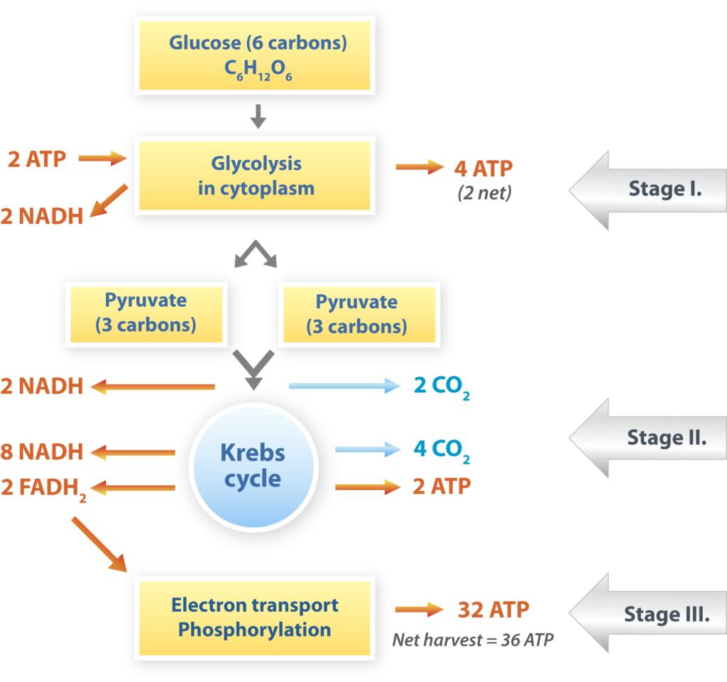 Flowchart Of How Cellular Respiration And Photosynthesis Are Similar 