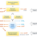 Flowchart Of How Cellular Respiration And Photosynthesis Are Similar