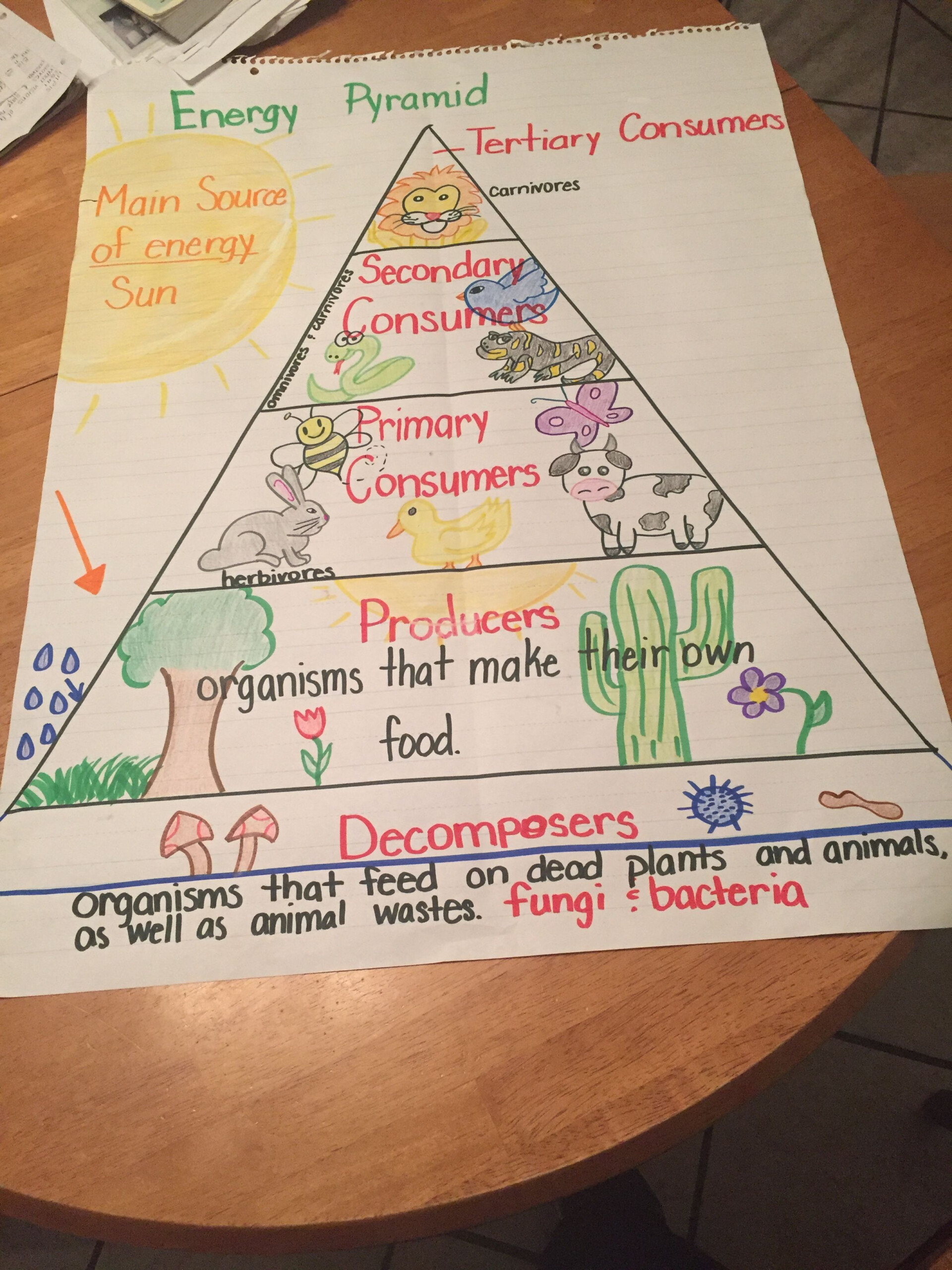 Food Chain Energy Pyramid 5th Grade Elementary Science 7th Grade 