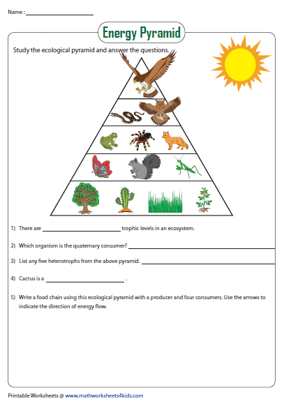 Food Chain Pyramid Worksheets 99Worksheets