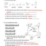 Food Chain Worksheet Answers Db excel