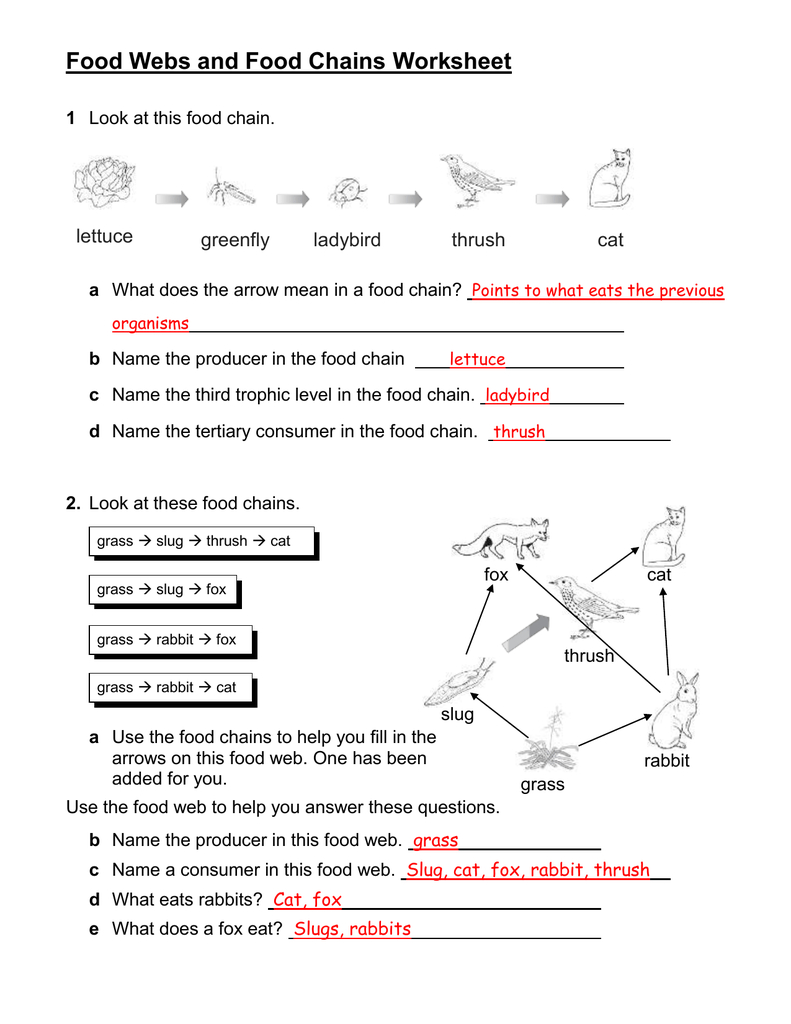 Food Chain Worksheet Answers Db excel