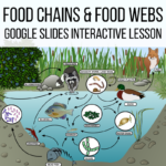 Food Chains And Food Webs Worksheet With Answers Laney Lee