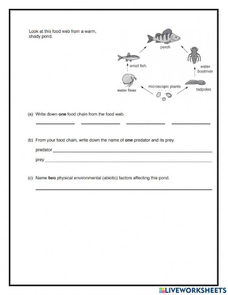  Food Web Energy Transfer Worksheet Free Download Gambr co