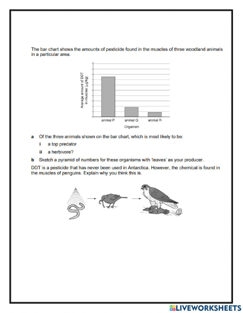  Food Web Energy Transfer Worksheet Free Download Gmbar co