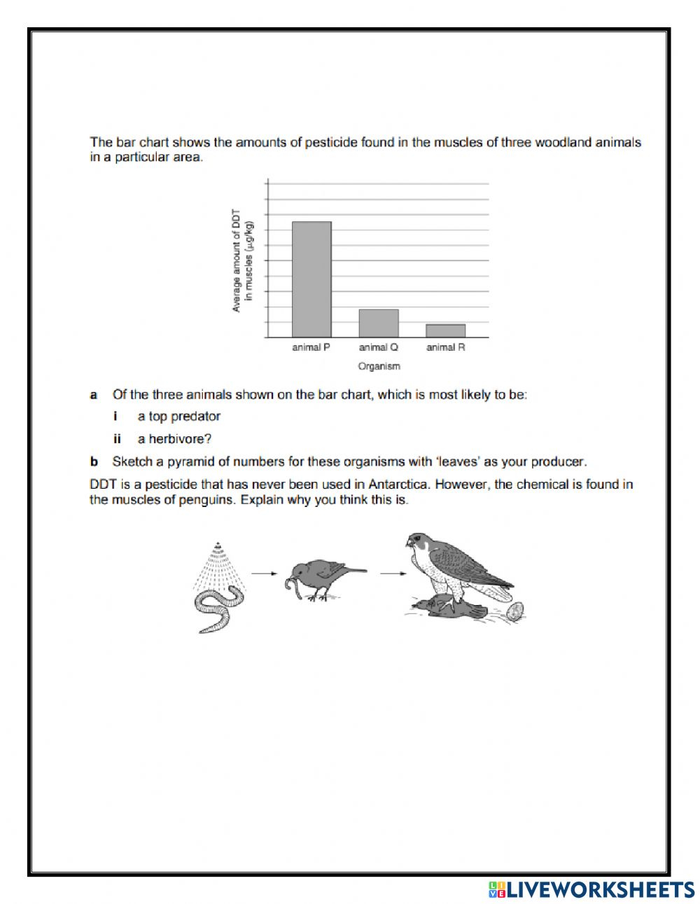  Food Web Energy Transfer Worksheet Free Download Gmbar co