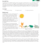 Free Activity Investigating Energy Flow In An Ecosystem Energy Flow