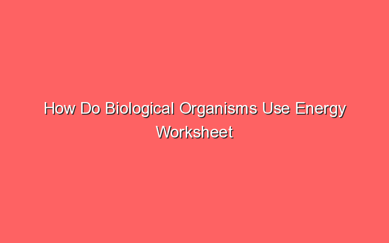 How Do Biological Organisms Use Energy Worksheet Answer Key Sonic Hours