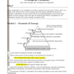 How Do Biological Organisms Use Energy Worksheet Answer Key Tutordale