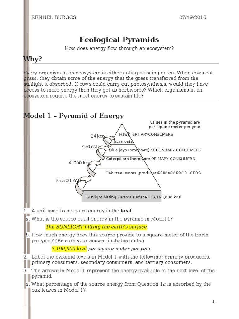 How Do Biological Organisms Use Energy Worksheet Answer Key Tutordale