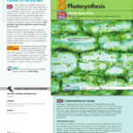 How Do Chloroplasts Capture Energy From The Sun Worksheet Answers