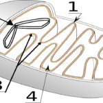 How Does The Mitochondria Produce Energy For The Cell Coloring