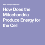 How Does The Mitochondria Produce Energy For The Cell Mitochondria