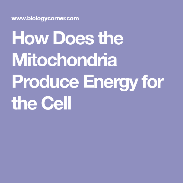 How Does The Mitochondria Produce Energy For The Cell Mitochondria 