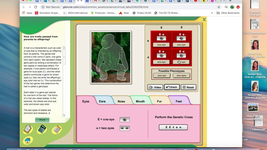 HOW TO DO VIRTUAL LAB Glencoe Gorrilla Lab YouTube