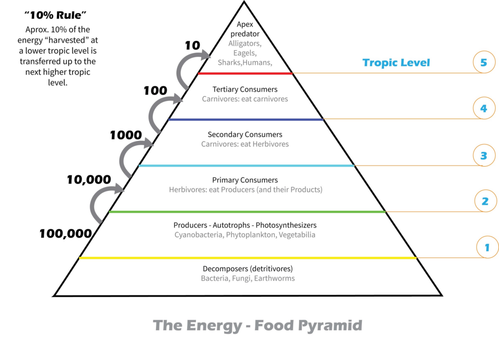 How To Draw An Energy Pyramid