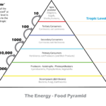 How To Draw An Energy Pyramid