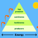 Lesson 1 04 Energy The Energy Matter Relationship