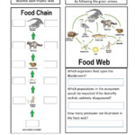 Live Work Sheet Energy Flow In Ecosystems Worksheet