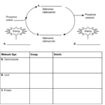 Mrs Cruz s Biology Class Ch 4 1 Chemical Energy ATP