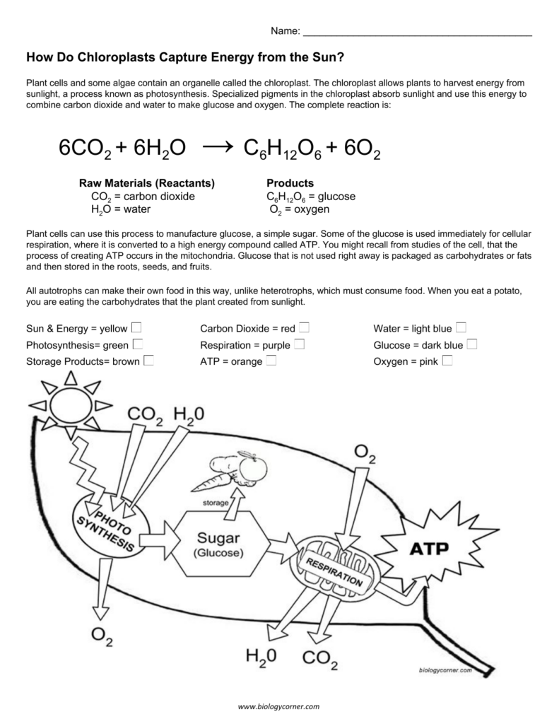 Photosynthesis Coloring