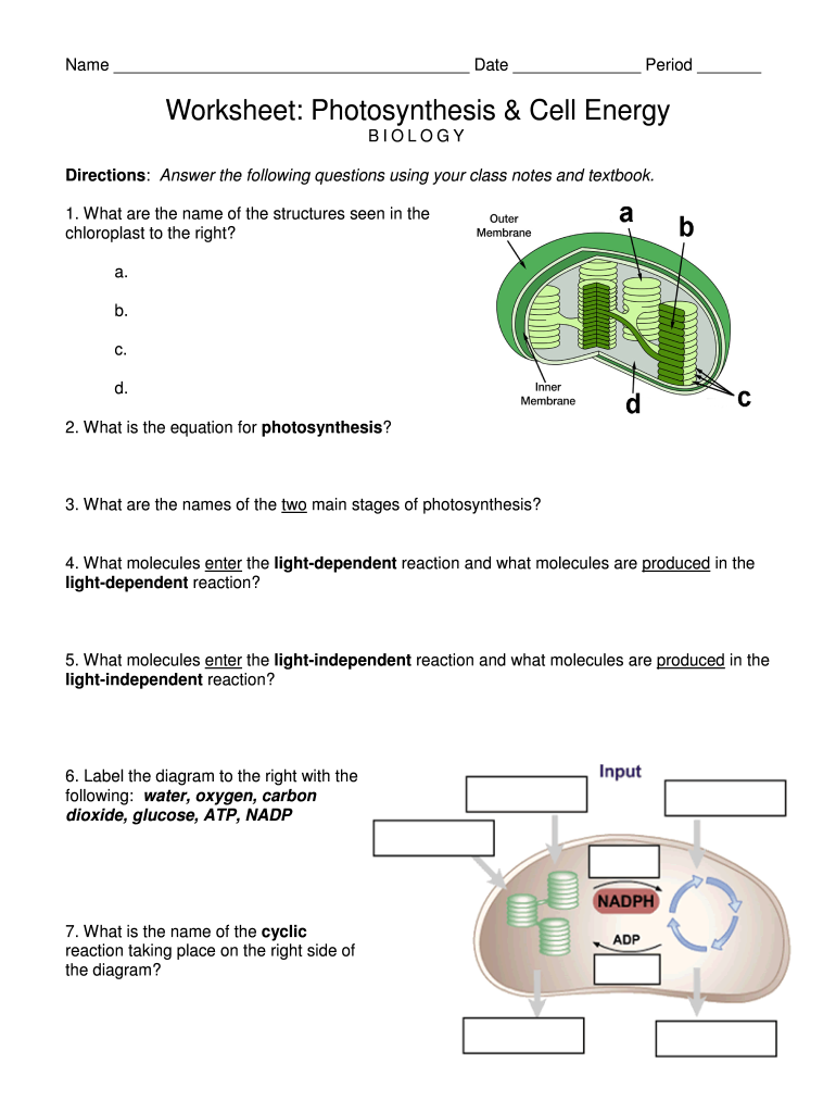 Photosynthesis Worksheet Answer Key