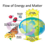PPT Flow Of Energy And Matter PowerPoint Presentation Free Download