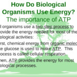 PPT How Do Biological Organisms Use Energy The Importance Of ATP F