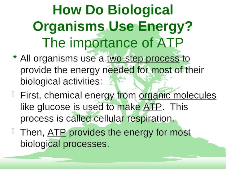  PPT How Do Biological Organisms Use Energy The Importance Of ATP F 