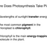 PPT Section 9 2 Photosynthesis Trapping The Sun s Energy PowerPoint