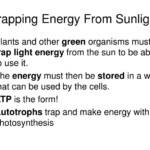 PPT Section 9 2 Photosynthesis Trapping The Sun s Energy PowerPoint