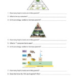 Pyramids Of Biomass Worksheet Ivuyteq