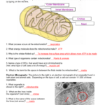 Respiration Review