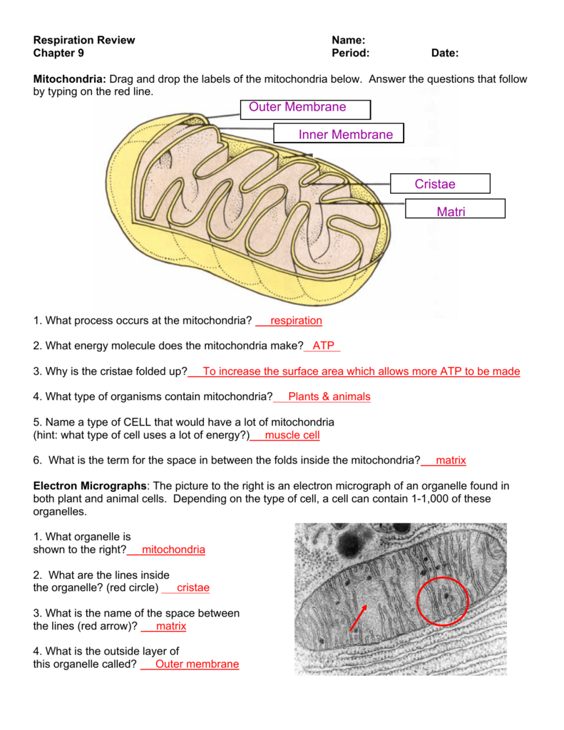 Respiration Review